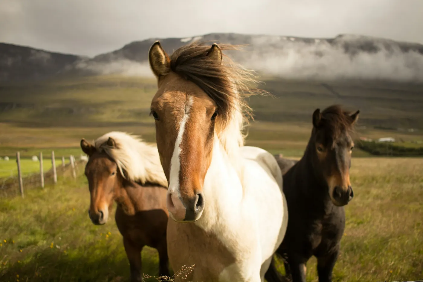 Three Icelandic horses with windswept manes in a grassy field, misty mountains behind