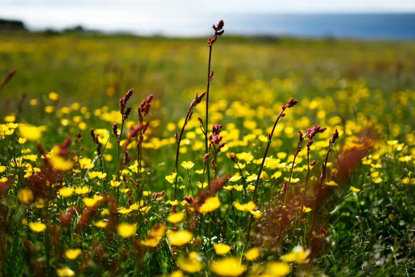 Prato pieno di fiori di campo gialli e erba, mare all’orizzonte