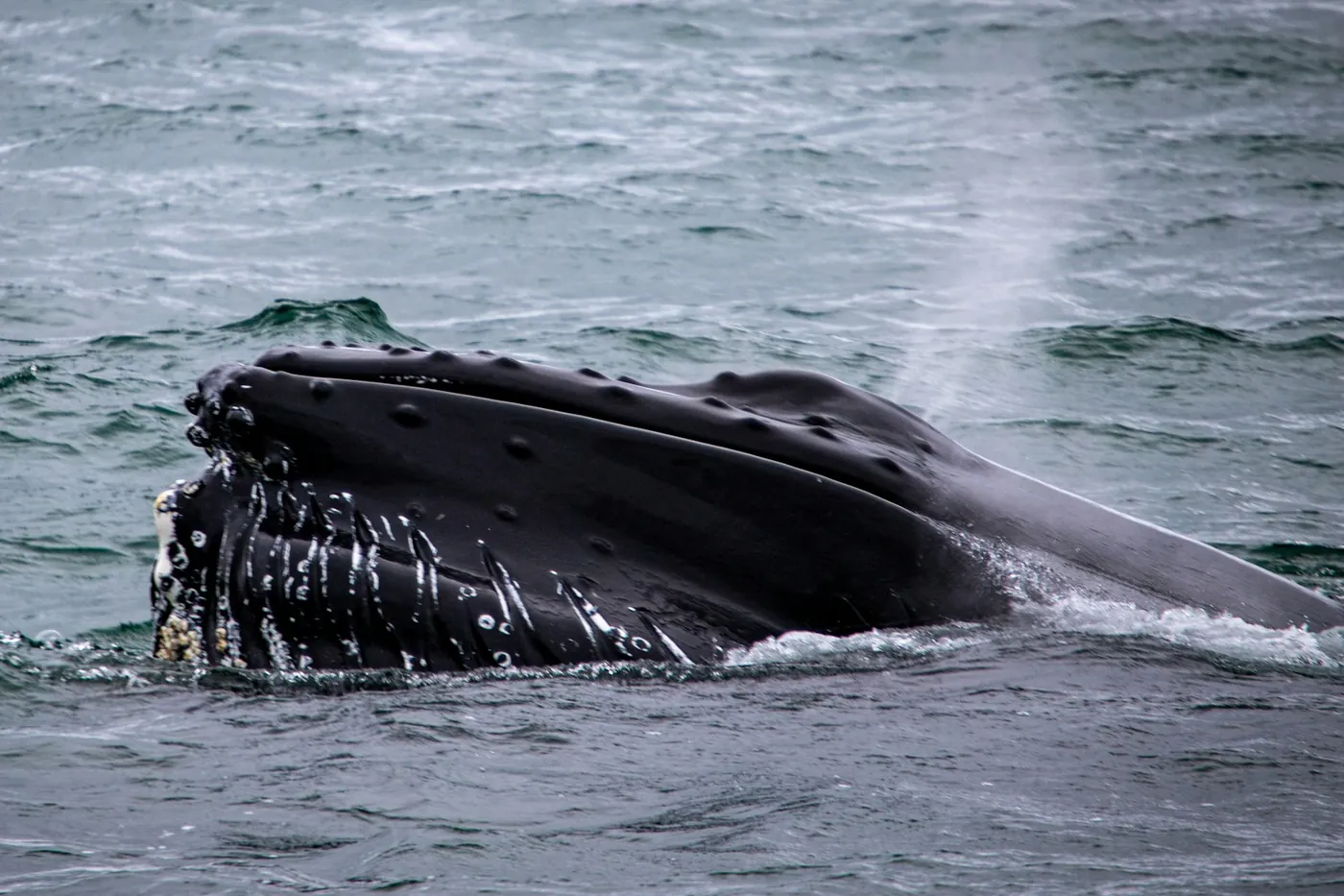 Baleine à bosse qui remonte à la surface, la tête et le jet du souffle hors de l’eau